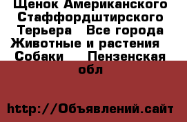 Щенок Американского Стаффордштирского Терьера - Все города Животные и растения » Собаки   . Пензенская обл.